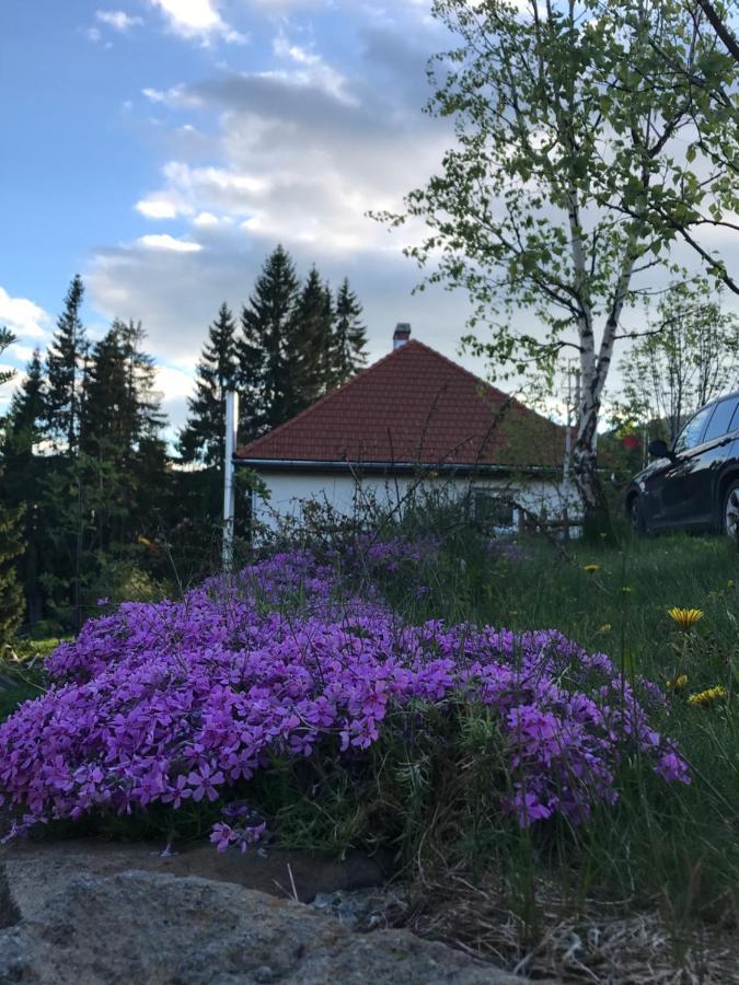 Pension Tofalvi Харгита-Бэй Экстерьер фото